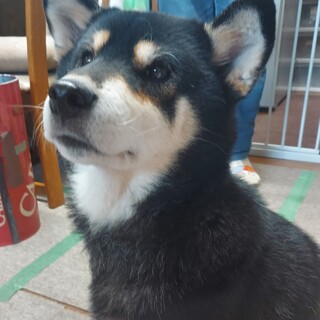 フレンドリーで優しい女の子、マイアに家族を！