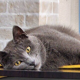 綺麗な毛色のイケメンくん