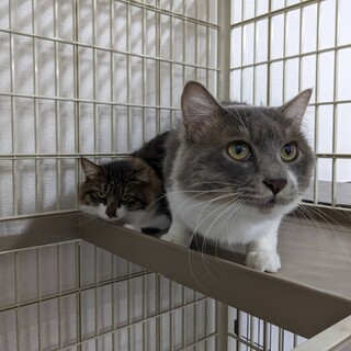 グレー白の甘えんぼ男の子♡