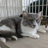 グレー白の甘えんぼ男の子♡ サムネイル3