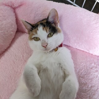 交通事故で右後ろ脚切断しました