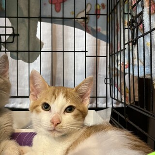 4ヶ月　オス　ふく