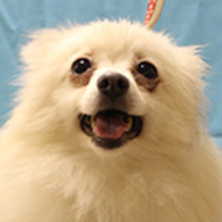 ポメラニアンの女の子です。