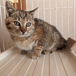 ２か月の女の子　保護した日からゴロスリです♡