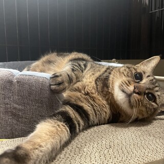 6/9譲渡会ゆったり猫ライフ向けアメショMIX