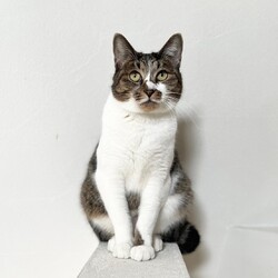 ★猫の里親会★in世田谷区 下高井戸駅 サムネイル2