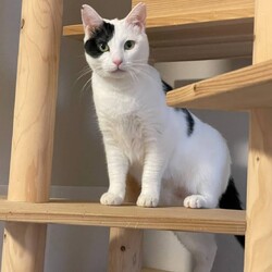 ★猫の里親会★in世田谷区 下高井戸駅 サムネイル3