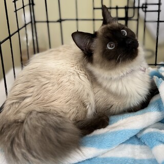 可愛いシャムミックス女の子❤️ひな