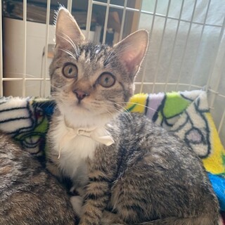 人懐こい甘えん坊のキジ白 みぞれちゃん