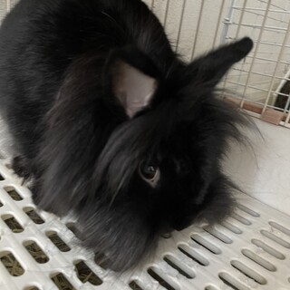 ライオンヘッド　クロうさちゃん