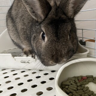 ネザーランドドワーフ　男の子