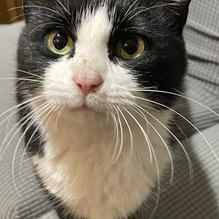 元気いっぱい美人のハチワレ小春ちゃん