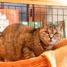 アメショーMIX似のお顔美猫さんのテレサちゃん サムネイル4