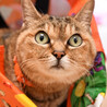 アメショーMIX似のお顔美猫さんのテレサちゃん サムネイル5