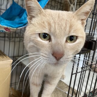  美しい毛並みのハンサム君ポーくん