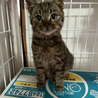 ありがとうございました★小柄なキジ虎　コトネ君