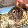 急募！！　アビシニアンモルモット「つな」 サムネイル2