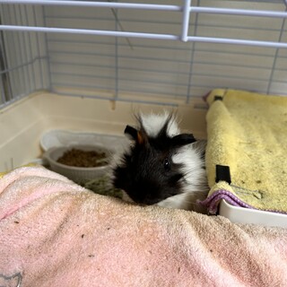 急募！！　アビシニアンモルモット「あき」