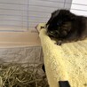 しゅう サムネイル2