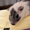 なる サムネイル2