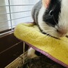 のん サムネイル2