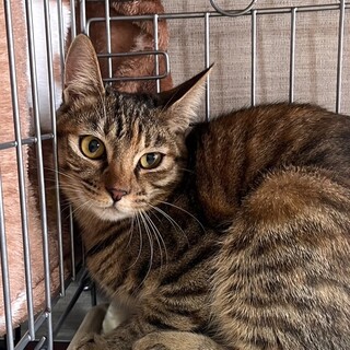 里親決定☆メグミン避妊済み