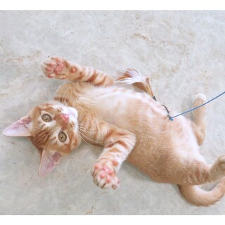 遊ぶのも寝るのも大好き！ロコくん