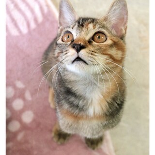 飛んで跳ねてのお転婆ちゃん ニコ