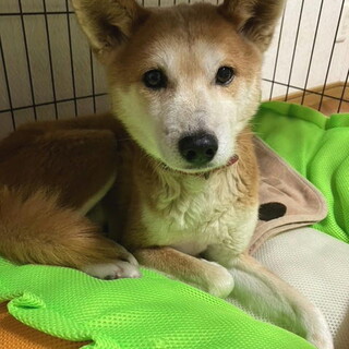 去勢済み豆柴風の穏やかな5歳