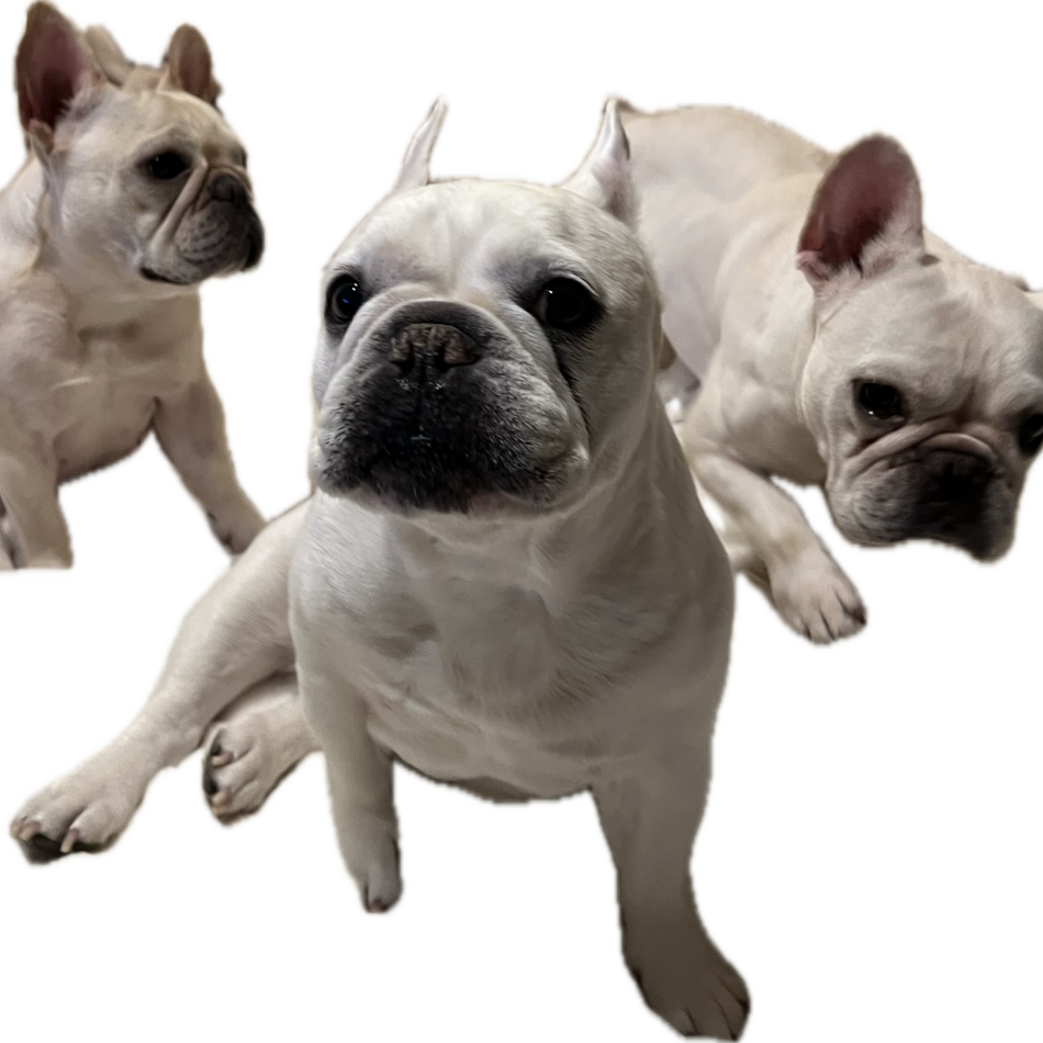 Moanaちゃんのカバー写真