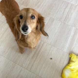 ダックスフンド　女の子♀　10歳