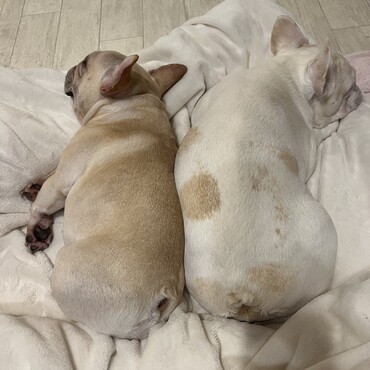 ベルねーちゃんにペタッと