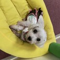 可愛い甘えん坊なマルチーズ『かき氷ちゃん』