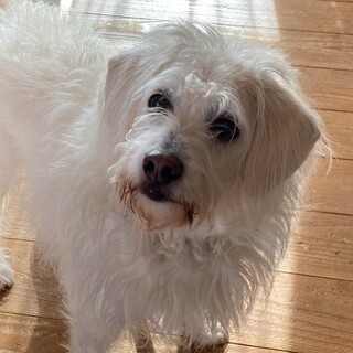 ビションフリーゼとビーグルのミックス 5才