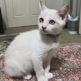 耳と尻尾のくすみカラーが綺麗なブルーアイ男の子