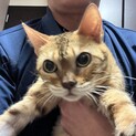 里親決定しました。