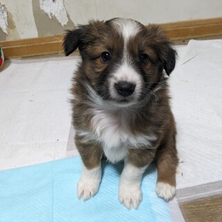 元気いっぱい11月8日生まれのモフモフ男の子