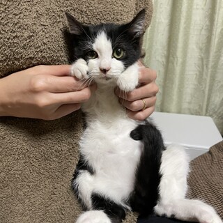 膝の上でゴロゴロ♡サンタくん♡