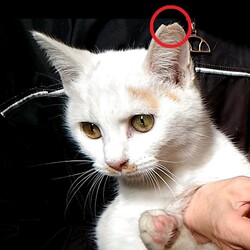 完全無料！野良猫の無料不妊手術実施！２４時間年中無休。 サムネイル2