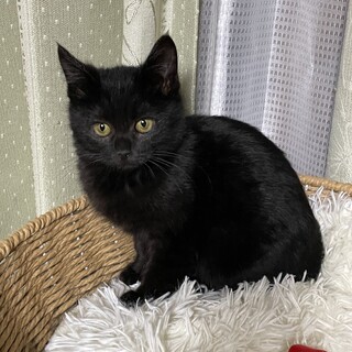 ころんとまんまる♡トナカイちゃん