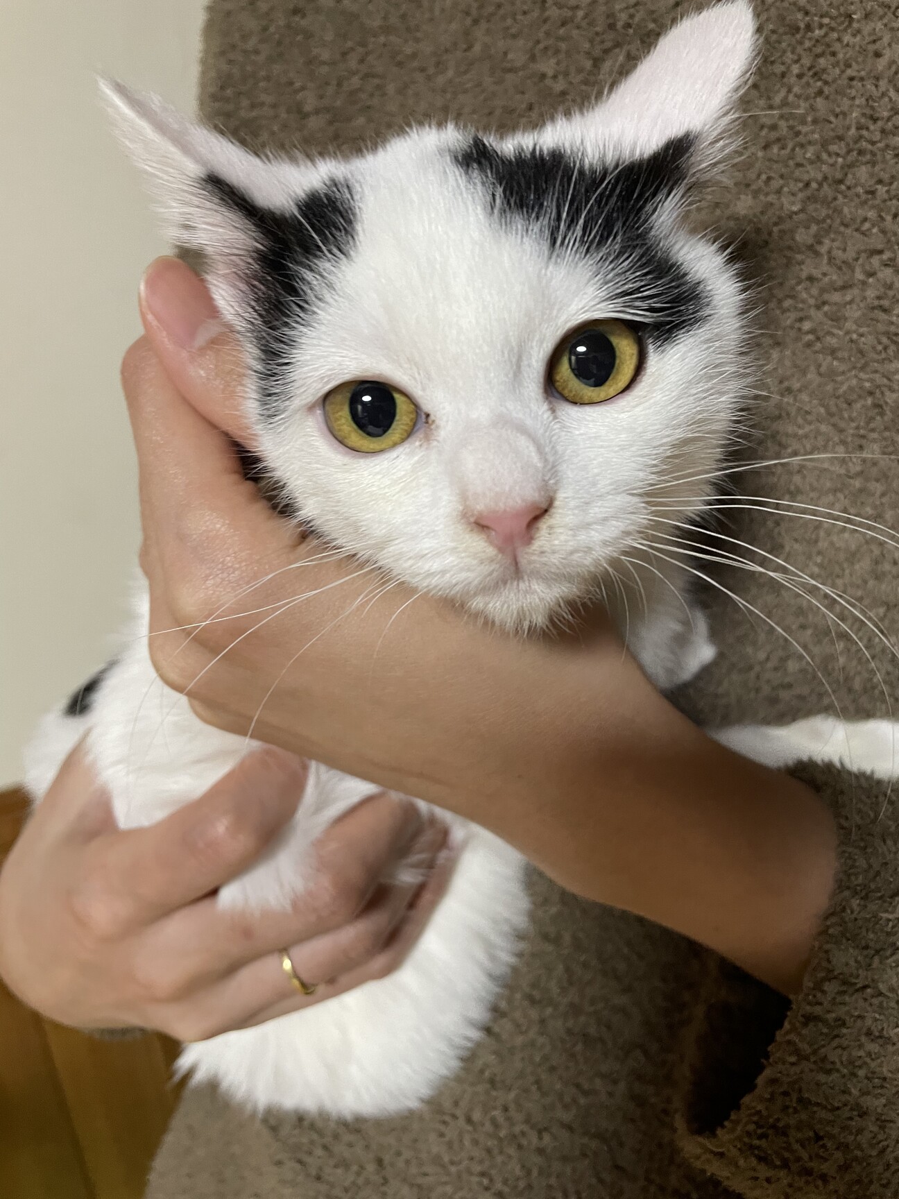 澄んだ瞳の美猫♡まつちゃん♡」岐阜県 - 猫の里親募集(481283) 1枚目