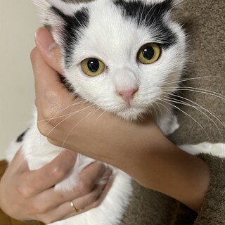 澄んだ瞳の美猫♡まつちゃん♡