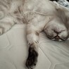 筋肉質の猫飼ってますさん