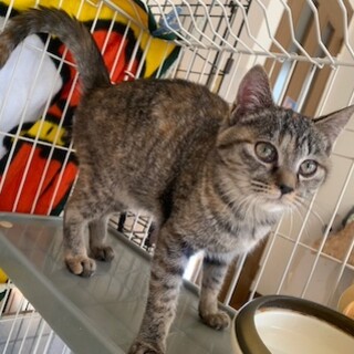 人懐こい構ってちゃんのキジさび あられちゃん