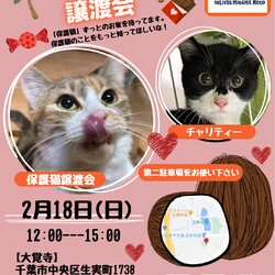 ねこの譲渡会