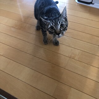 猫大好きな猫！顔がカワイイ