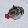 もちあんな