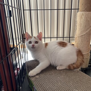 白茶女子子猫オラの里親さん募集中