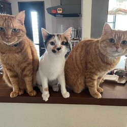 in豊明市☆2会場合わせて40匹～子猫もいる譲渡会☆2024年1月20日（土）～ ちーむにゃいんず