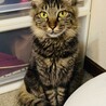 ⑩ステラ　長毛　穏やか　動画でゴロゴロ音を！ サムネイル4